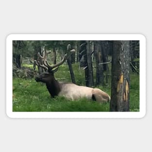 Elk in Yellowstone Magnet